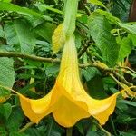 Brugmansia aurea Květ