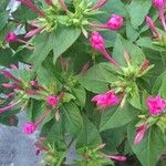 Mirabilis jalapa Leaf