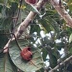 Dacryodes edulis Fruit
