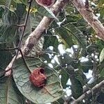 Pachylobus edulis Fruit