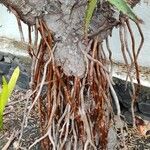 Aloe ferox Casca