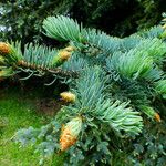 Picea engelmannii Лист