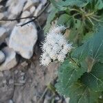 Ageratina havanensis Floare