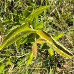 Combretum molle Leaf