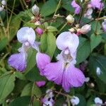 Impatiens balfourii Цвят