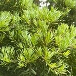 Afrocarpus falcatus Foglia