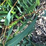 Eucalyptus citriodora ഇല