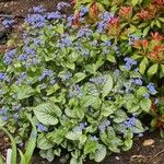 Brunnera macrophylla花