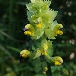 Rhinanthus alectorolophus Floro