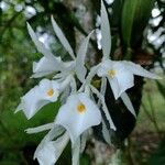 Trichopilia fragrans Blüte