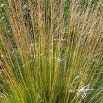 Molinia caerulea Blad