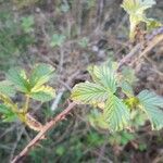 Rubus canescens 葉