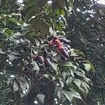 Dacryodes edulis Fruit