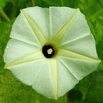 Ipomoea obscura 花