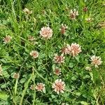 Trifolium pallescens Flower