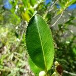 Aphloia theiformis Leaf