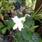 Gardenia augusta叶