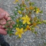 Hypericum perforatumFlower