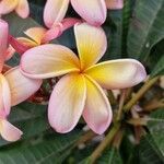 Plumeria rubra Цветок