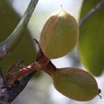 Acropogon paagoumenensis Fruto