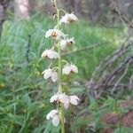 Pyrola rotundifoliaFleur