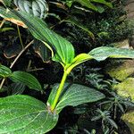 Medinilla magnifica Feuille