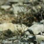 Arabis auriculata Staniste