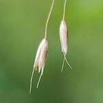 Deschampsia flexuosa Blüte