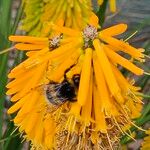 Kniphofia uvaria Květ