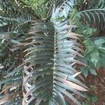 Encephalartos trispinosus 葉