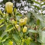 Ipomoea corymbosa Fleur
