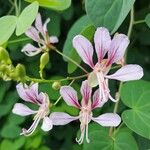 Phanera yunnanensis Flower