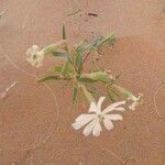 Silene succulenta Flower