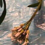 Arabis soyeri Flower