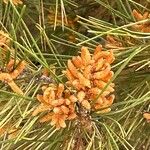 Pinus halepensis Virág