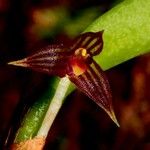Bulbophyllum betchei