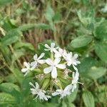 Saponaria officinalisFlor