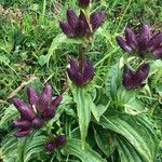 Gentiana pannonica Flower