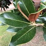 Magnolia grandiflora Leaf