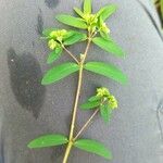 Euphorbia hyssopifolia Folio