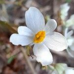 Begonia obliqua Flor