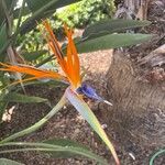 Strelitzia reginaeBlüte