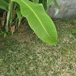 Musa acuminata Feuille