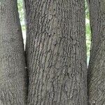 Acer cappadocicum Bark