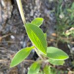 Digitalis thapsi Leaf