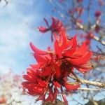 Erythrina variegata Flor