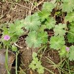 Geranium spp. Flower