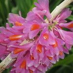 Dendrobium pseudoglomeratum Flor