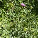 Silybum eburneum Flor