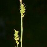 Carex globularis Otro